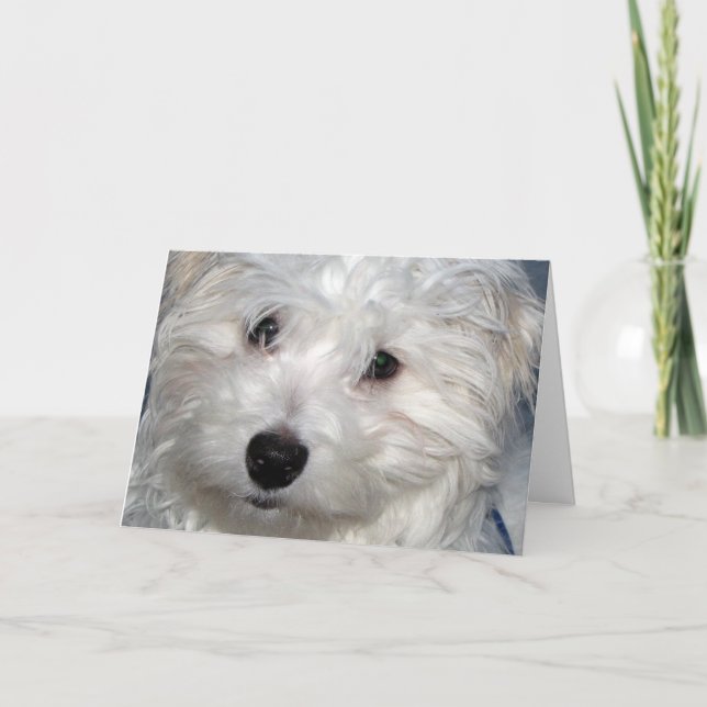 Tarjeta Simpatía del perro (Anverso)