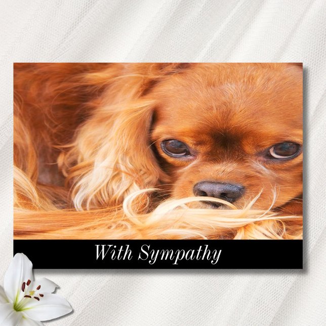 Tarjeta Simpatía dulce Cavalier King Charles Spaniel (Subido por el creador)
