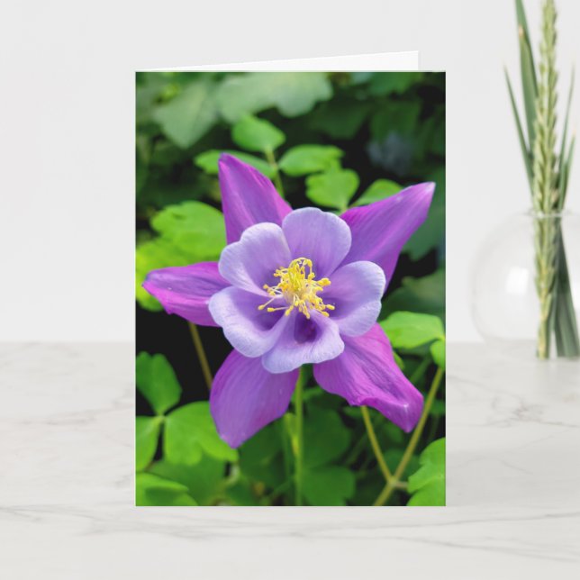 Tarjeta Simpatía Flor de Columba púrpura (Anverso)