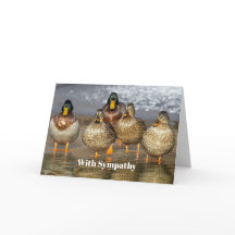 Simpatía fotográfica de los Ducks de Wildlife Mall