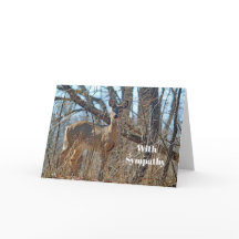 Simpatía fotográfica de Wildlife Deer Woods