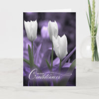 Simpatía francesa: Condolérides morado de tulipane