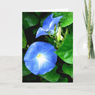 Tarjeta Simpatía - Gloria de la mañana celestial azul