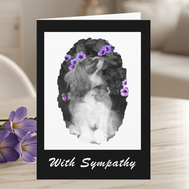 Tarjeta Simpatía por Cavalier King Charles Spaniel (Subido por el creador)