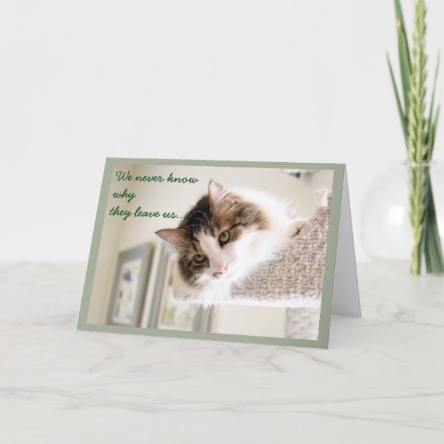 Tarjeta Simpatía por la cara del gato fluffy (Anverso)