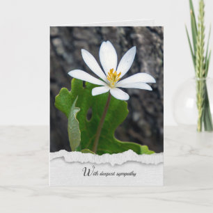 Tarjeta simpatía por la flor silvestre bloodroot