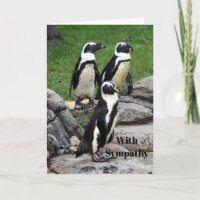 Simpatía por la foto de los pingüinos africanos sa