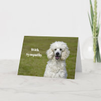 Simpatía por la foto de perro blanco