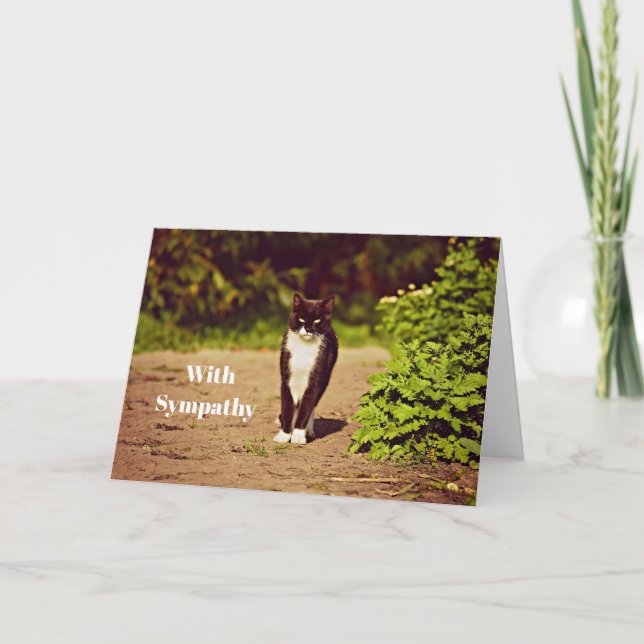 Tarjeta Simpatía por la foto de un gato de tuxedo blanco y (Anverso)