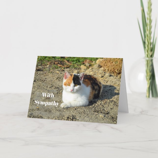 Tarjeta Simpatía por la foto de un gato en Bonito Calico (Anverso)