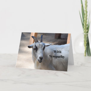 Tarjeta Simpatía por la foto de una cabra blanca