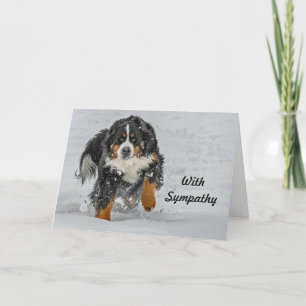 Tarjeta Simpatía por la nieve de perro de montaña en Berne