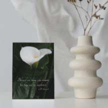 Simpatía religiosa de Calla Blanca Lily