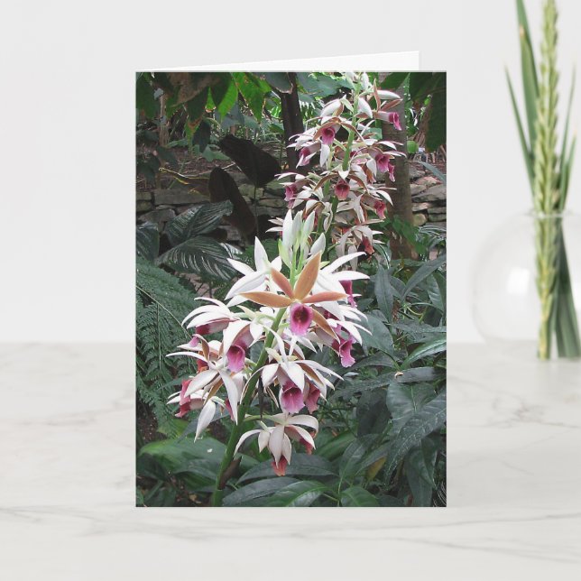 Tarjeta Simpatía - Una persona amada por mujeres - orquíde (Anverso)