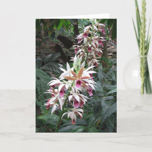 Tarjeta Simpatía - Una persona amada por mujeres - orquíde