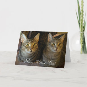 Tarjeta Simple Cats Photo Mother's Day 