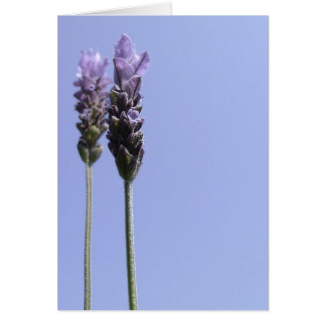 Tarjeta simple de flor de lavanda (Frente)