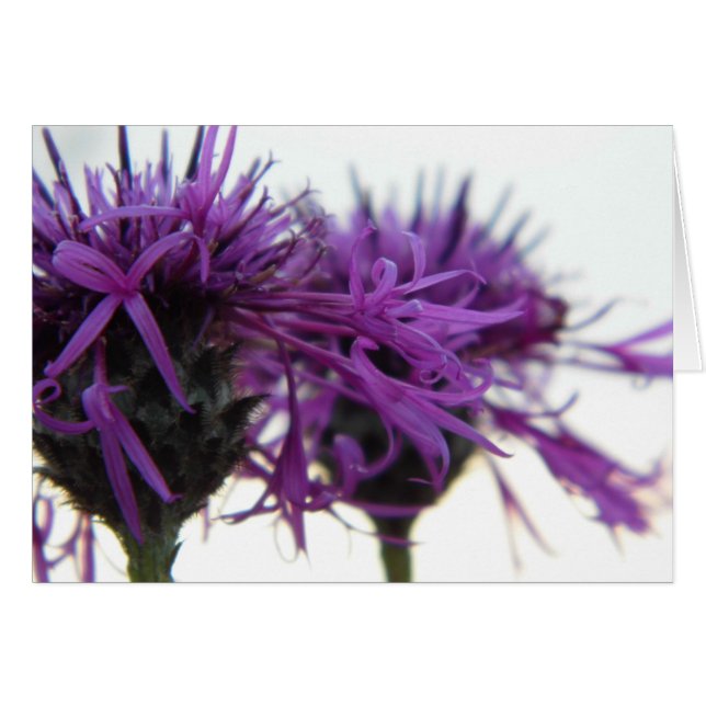 Tarjeta simple - Thistle (Anverso (Horizontal))