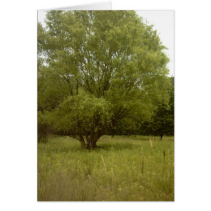 Tarjeta sin frontera del árbol de la pradera