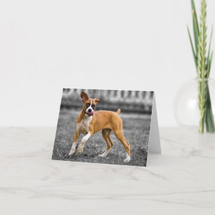 Tarjeta sin texto para cachorro Boxer