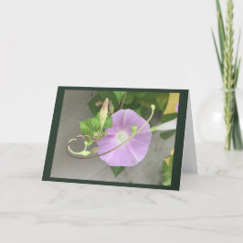 Tarjeta Sinfonía Rosa Gloria de la Mañana en Blanco 