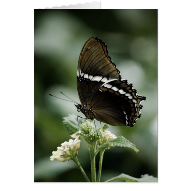 Tarjeta Siproeta (Frente)