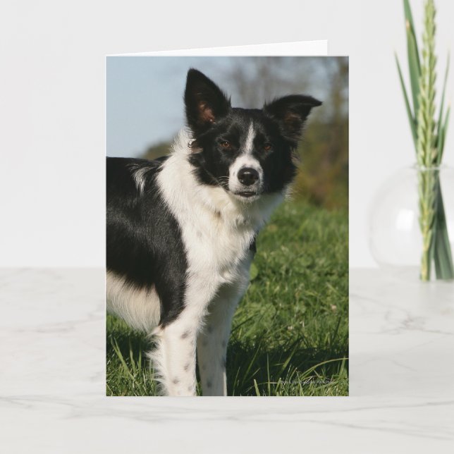 Tarjeta Situación del border collie (Anverso)