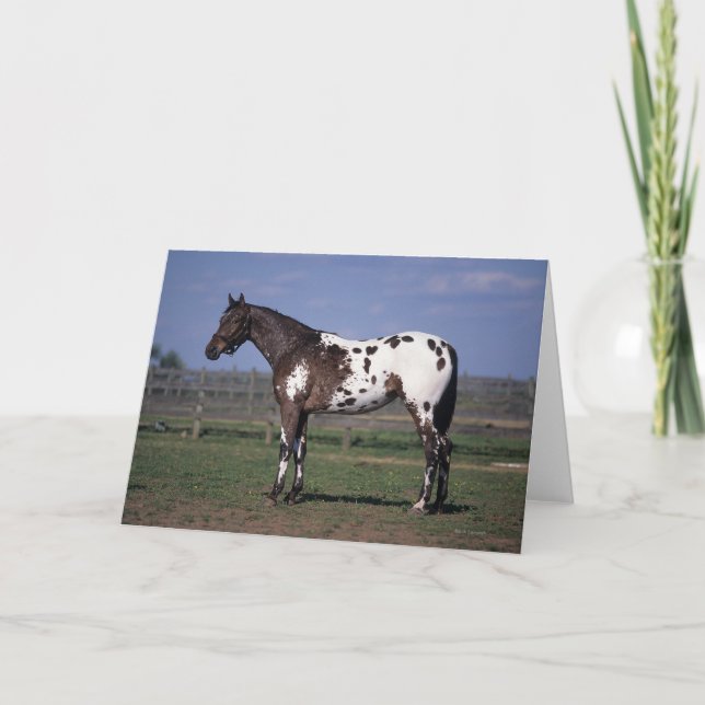 Tarjeta Situación del caballo del Appaloosa (Anverso)