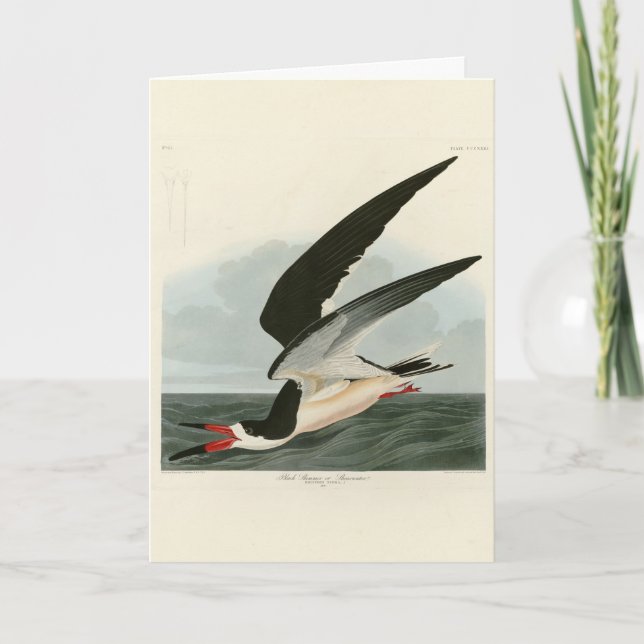 Tarjeta Skimmer negro, aves auduónicas de aguas cortas de  (Anverso)
