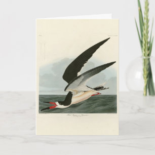Tarjeta Skimmer negro, aves auduónicas de aguas cortas de 