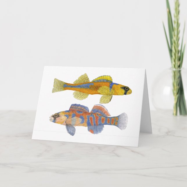 Tarjeta Slackwater y Darters Naranja-Throated (Anverso)