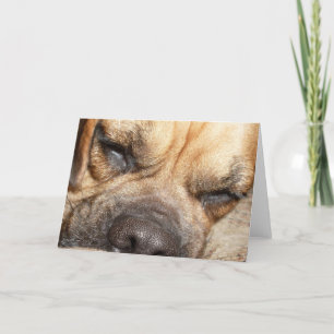 Tarjeta Sleeping Mastiff  Greeting Card