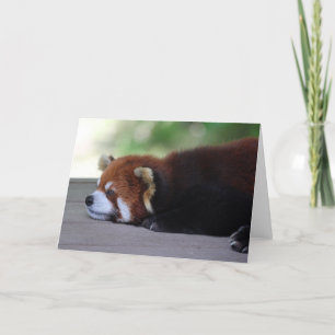 Tarjeta Sleepy Red Panda Photo