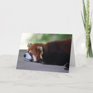Tarjeta Sleepy Red Panda Photo