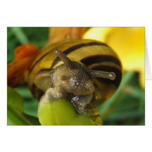 Tarjeta Snail 186 ~
