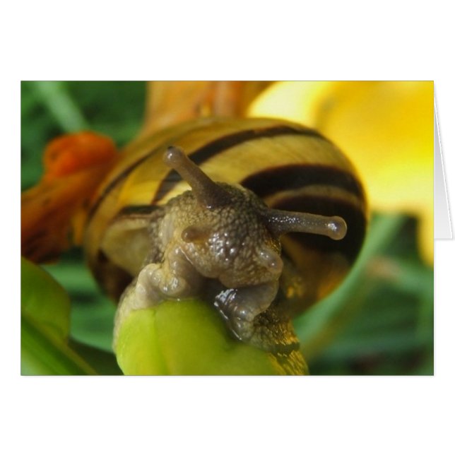 Tarjeta Snail 186 ~ (Anverso (Horizontal))