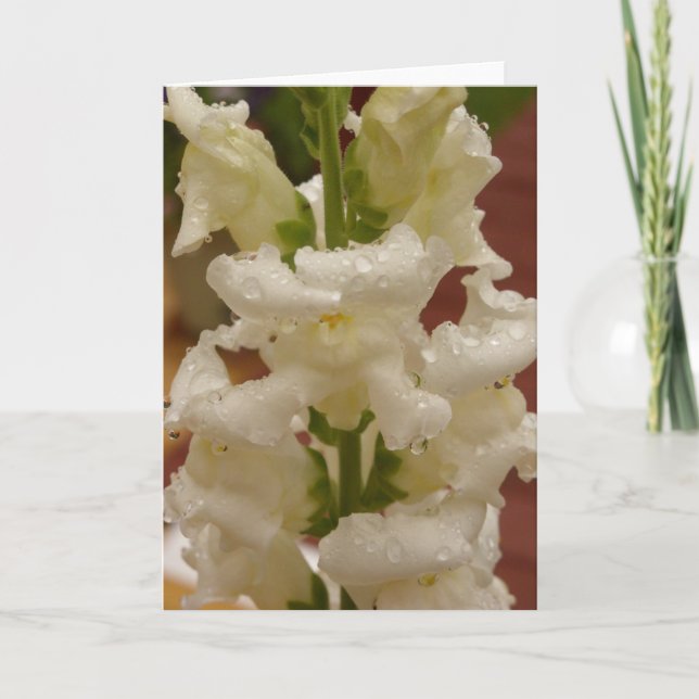 Tarjeta Snapdragon en el cobertizo de la lluvia (Anverso)