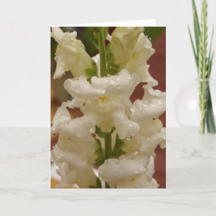 Tarjeta Snapdragon en el cobertizo de la lluvia