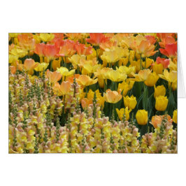 Tarjeta Snapdragons