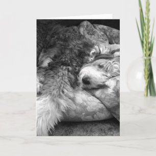 Tarjeta Snooze Old English Sheepdog