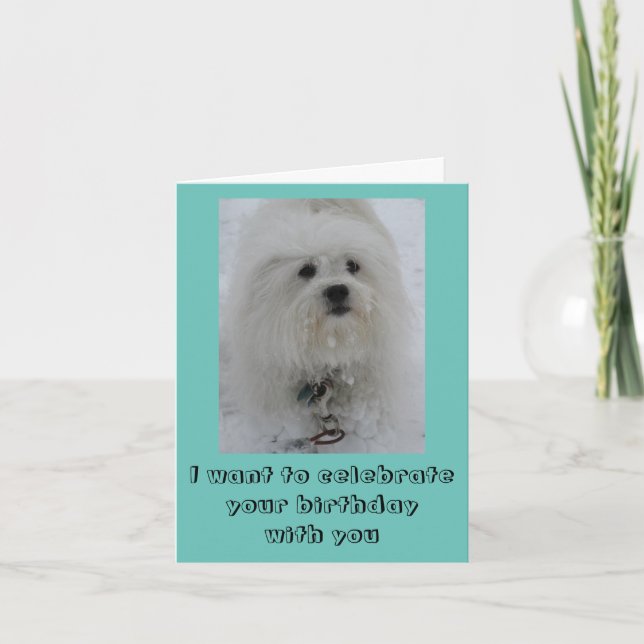 Tarjeta Snow Angels Coton Funny Birthday Card (Anverso)