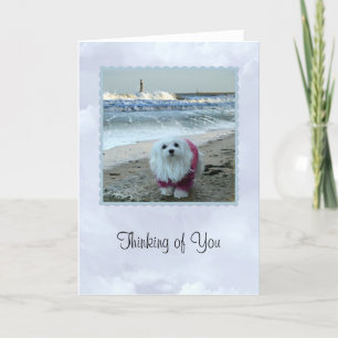 Tarjeta Snowdrop maltés "Pensando en ti Card"