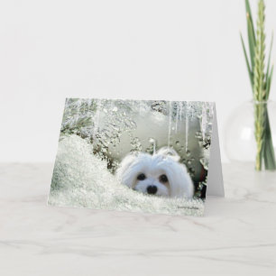 Tarjeta Snowdrop que el "pensamiento maltés en usted"