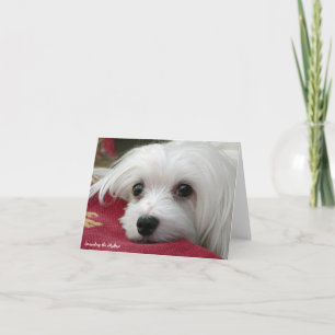 Tarjeta Snowdrop the Maltese Note Card