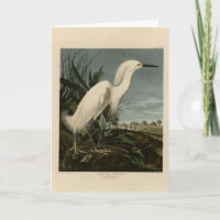 Snowy Heron (Egret) - Aves de América de Audubon