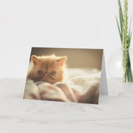 Tarjeta Snuggley Persian Kitten Get Well Card