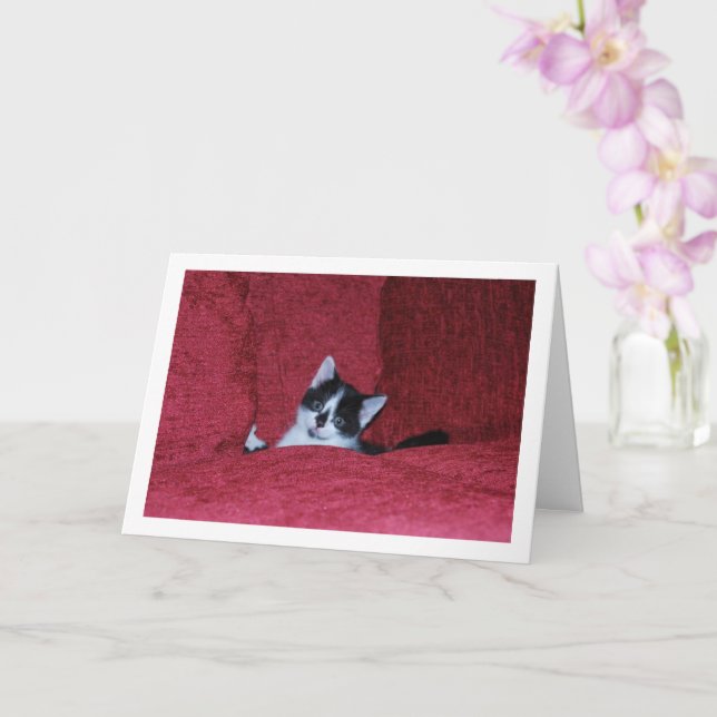 Tarjeta Sofá negro y blanco de gatitos abajo (Orquídea)