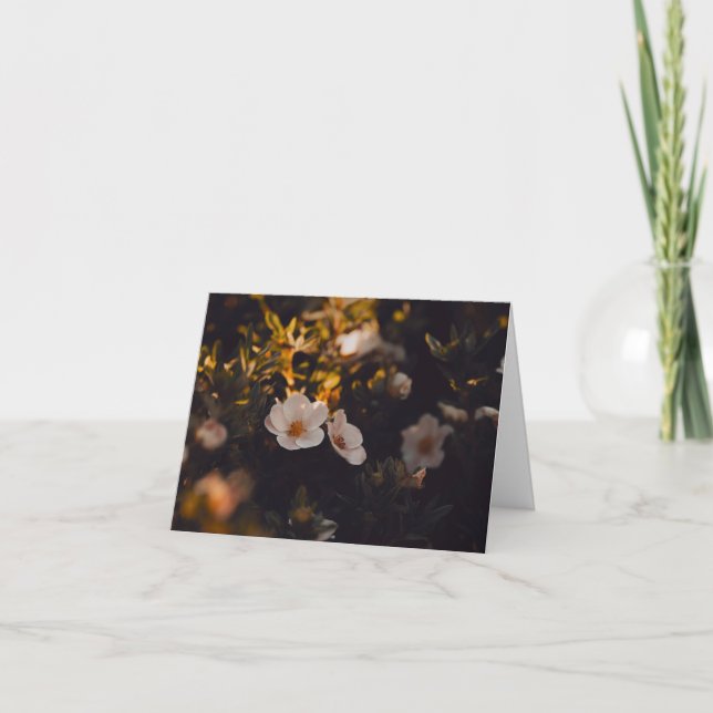 Tarjeta Soft blooms in moody light, Sympathy (Anverso)