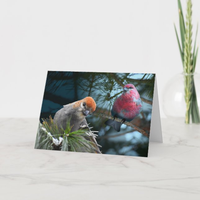 Tarjeta ¡Sólo me estoy registrando! Pine Grosbeaks (Anverso)