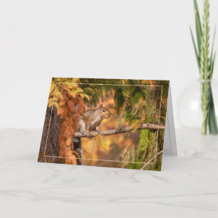 Tarjeta Sólo Una Ardilla En El Bosque